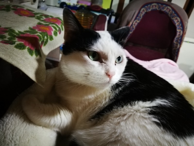 f:id:nachura:20180308132011j:image