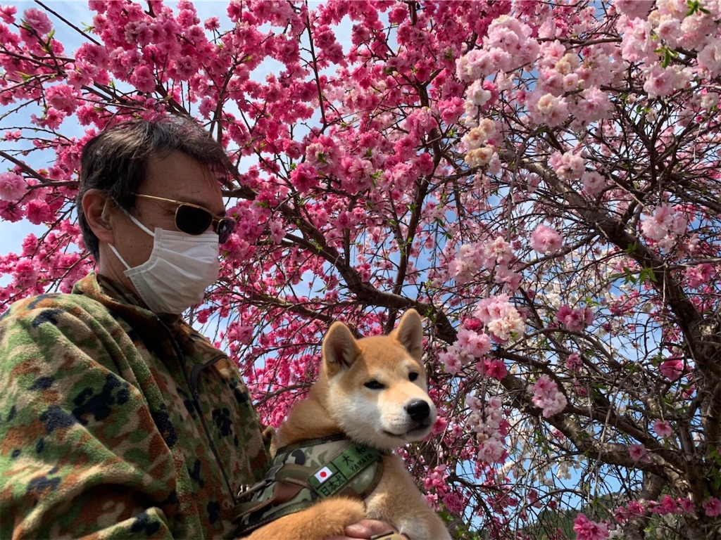 f:id:nadagou8002:20200412102700j:image