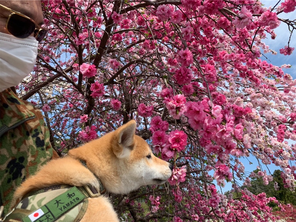 f:id:nadagou8002:20200412102728j:image