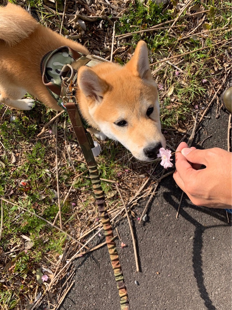 f:id:nadagou8002:20200412103207j:image