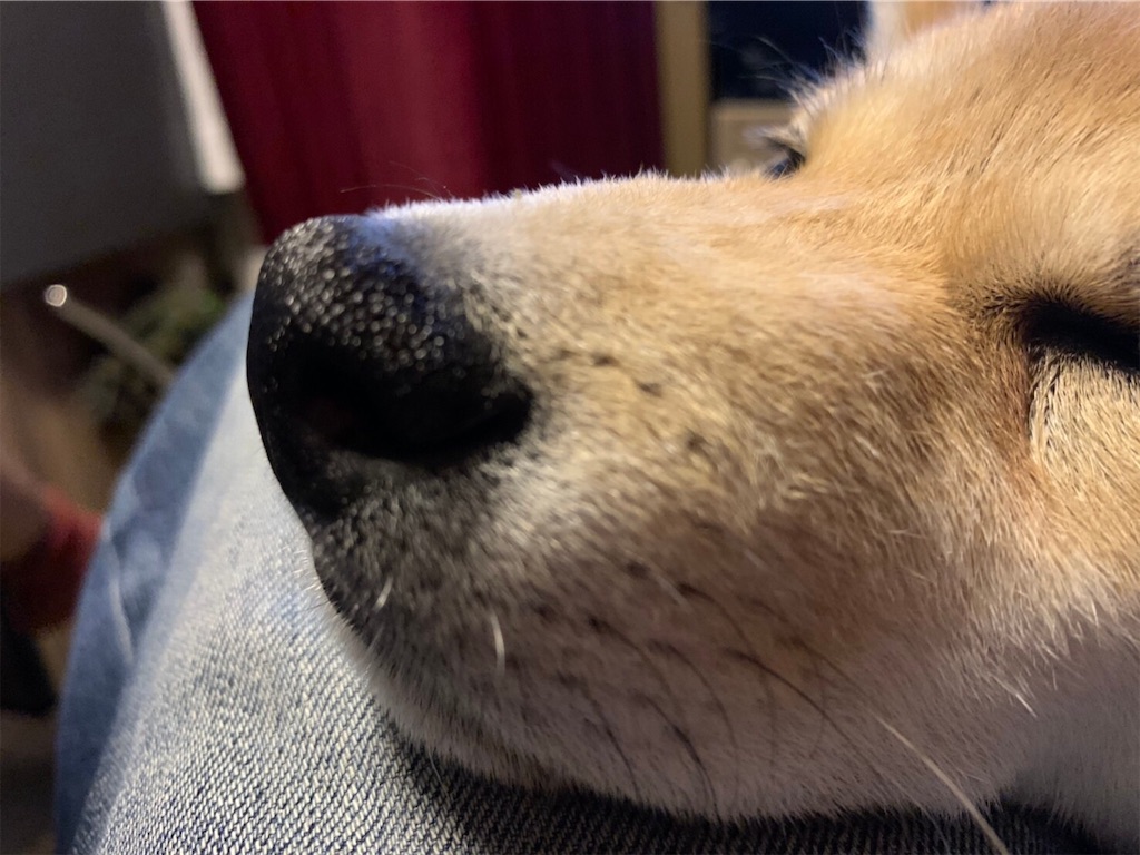 f:id:nadagou8002:20200412104002j:image