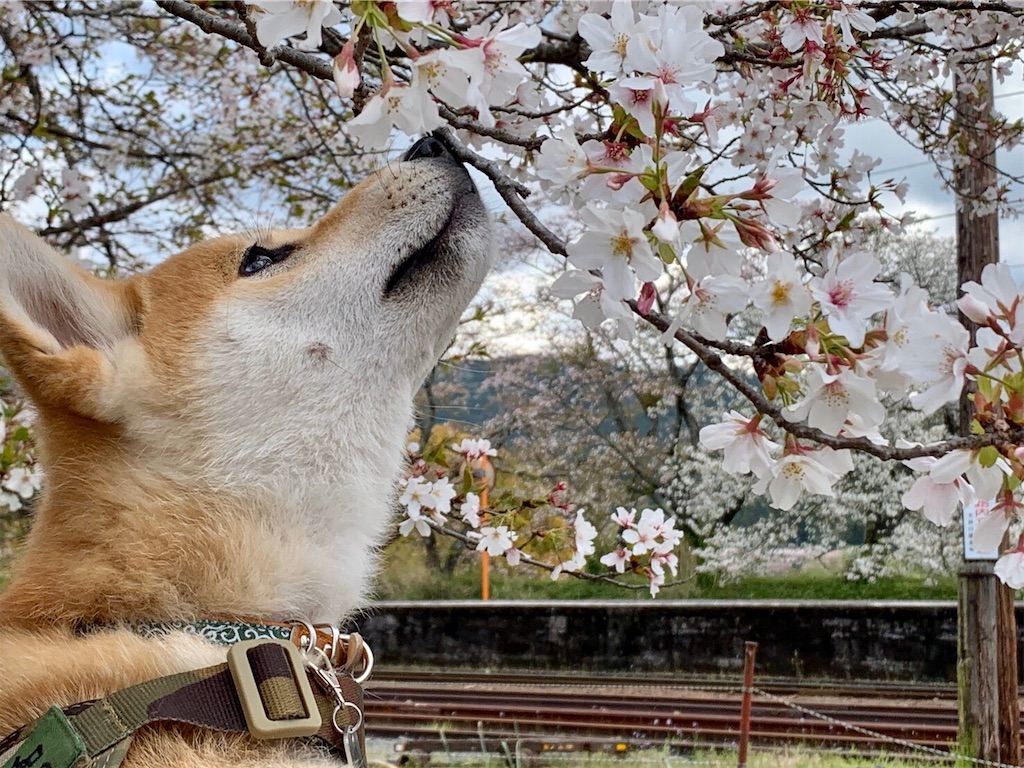 f:id:nadagou8002:20200412105346j:image