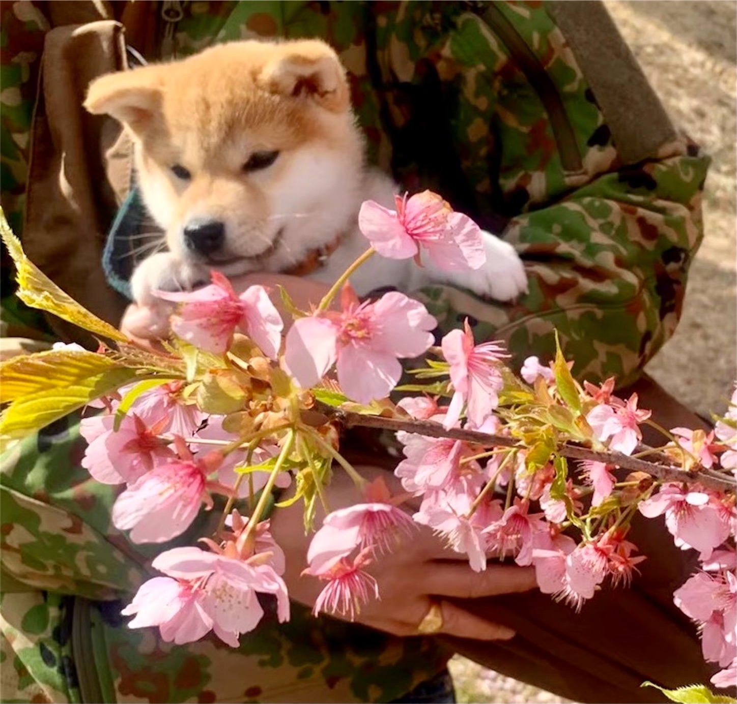 f:id:nadagou8002:20211208223732j:image f:id:nadagou8002:20211208223732j:image