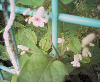 f:id:nadeshiko1110:20070821100611j:image