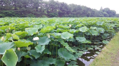 f:id:nadeshiko1110:20170627143650j:plain f:id:nadeshiko1110:20170627143650j:plain