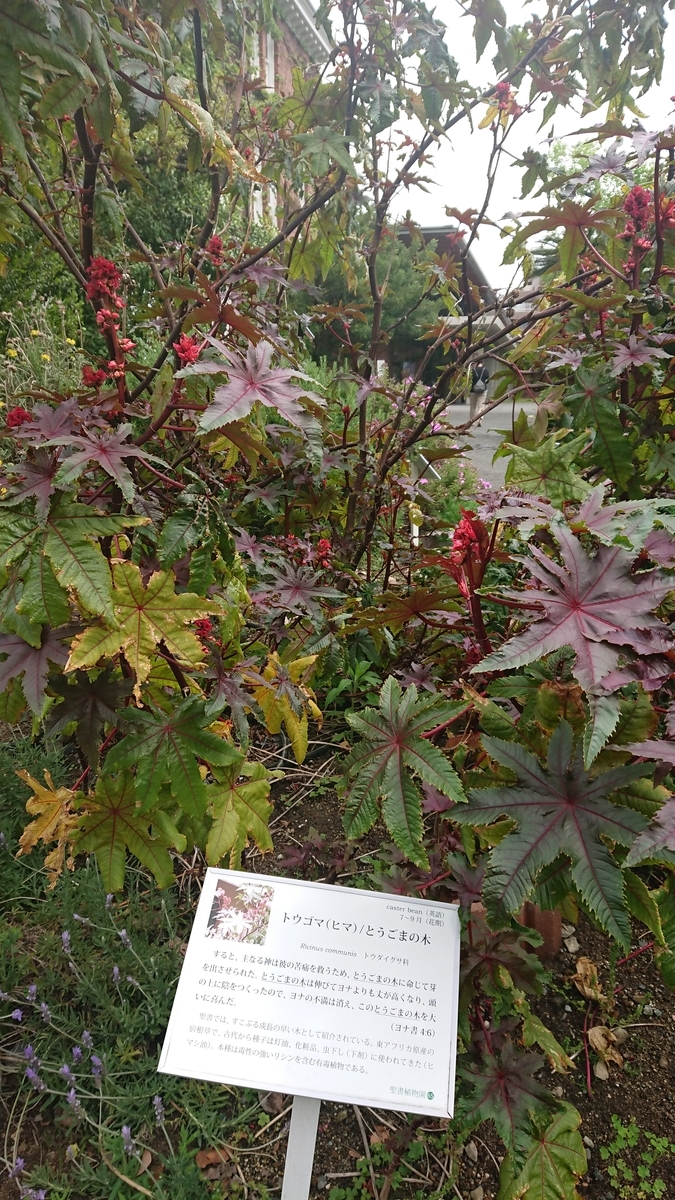 現世のパライソ聖書植物園 苗床