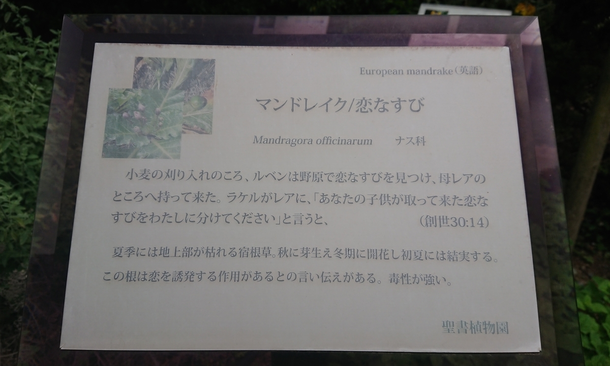 現世のパライソ聖書植物園 苗床