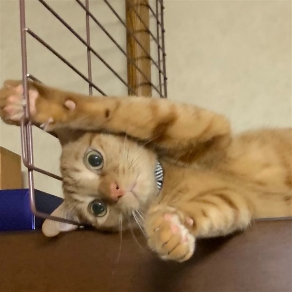 f:id:naga3030:20210426105329j:image