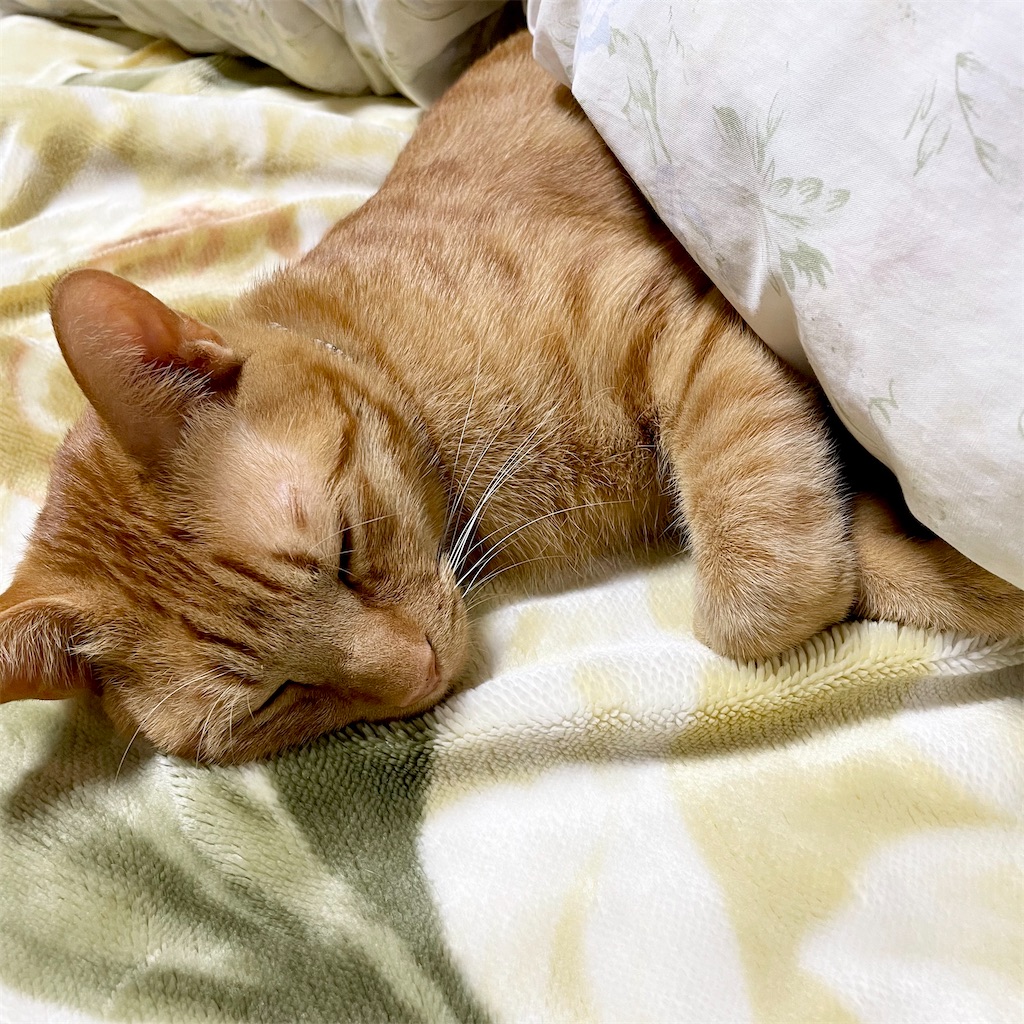 f:id:naga3030:20210603232603j:image