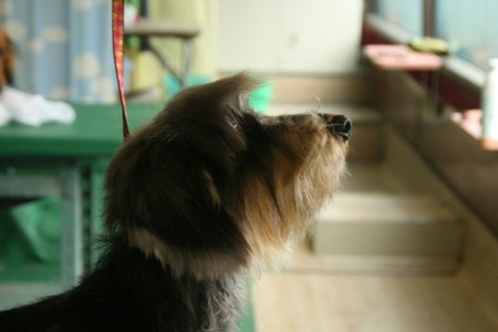f:id:naga99:20070408145439j:image