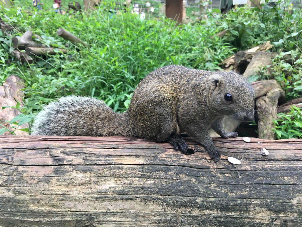 リス　町田リス園