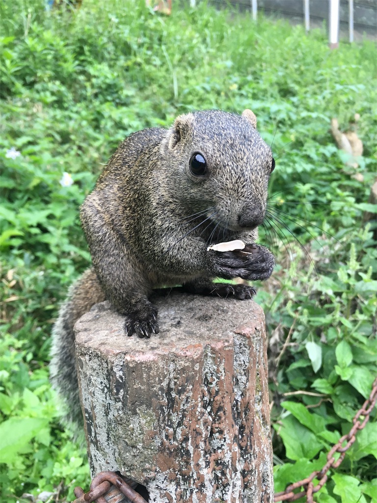 リス　町田リス園