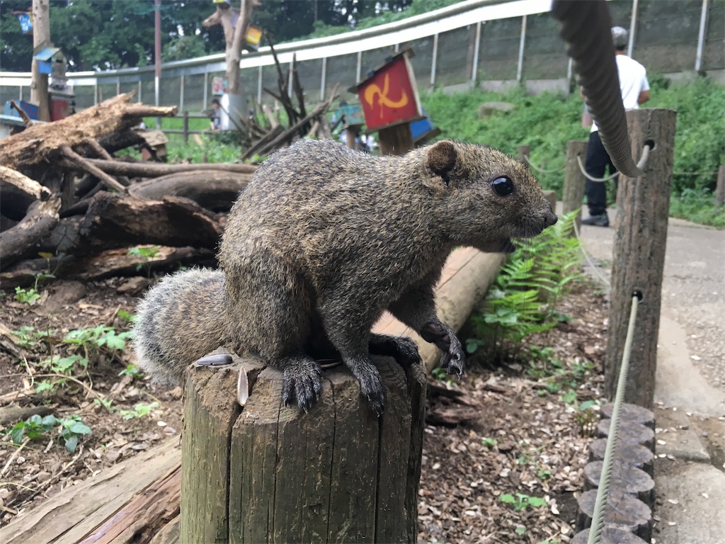 リス　町田リス園