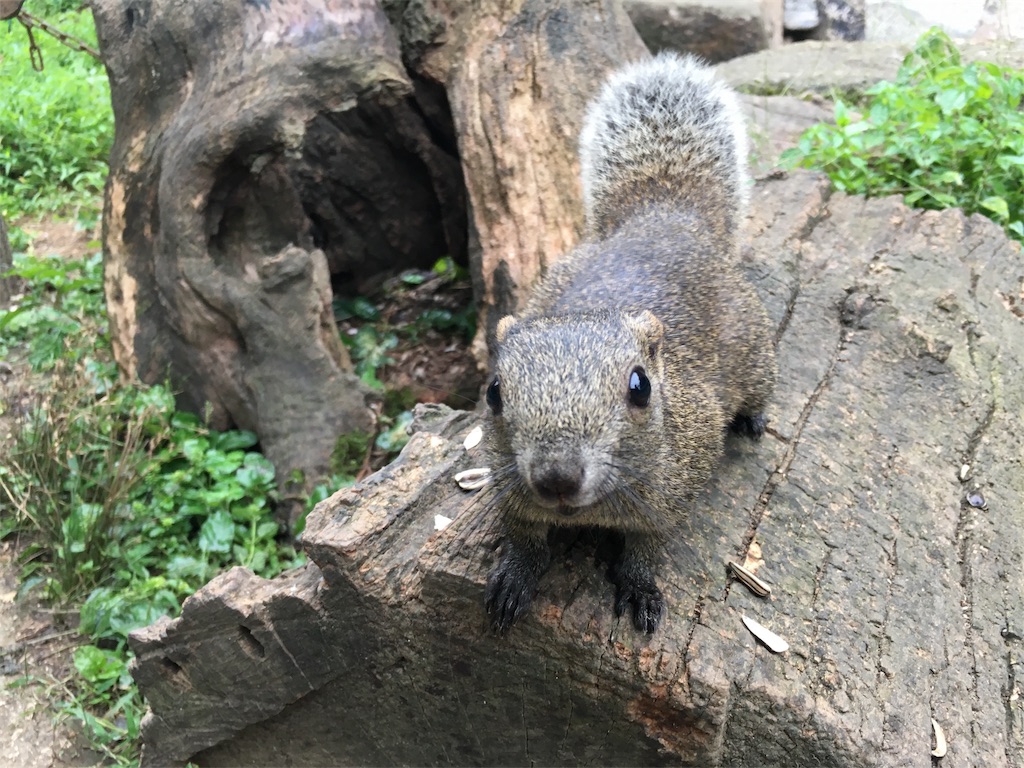 リス　町田リス園