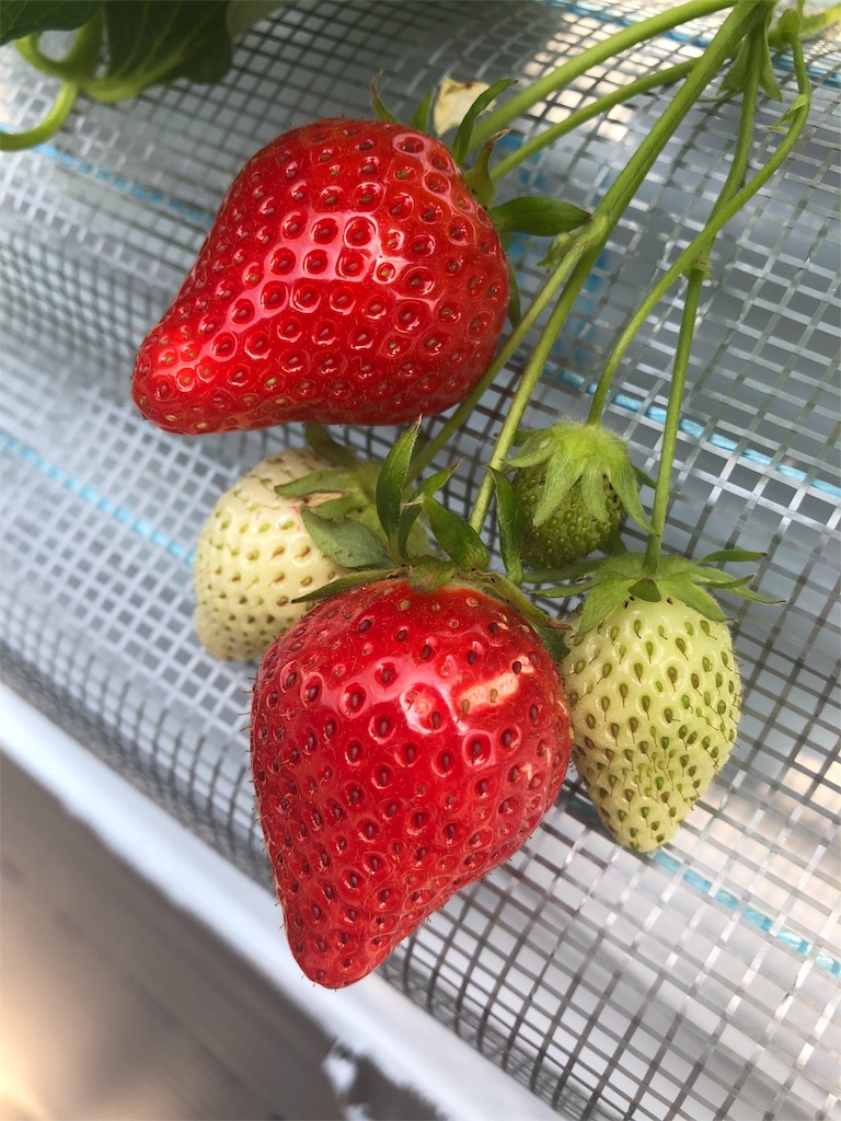 くりりんベリー イチゴ狩り