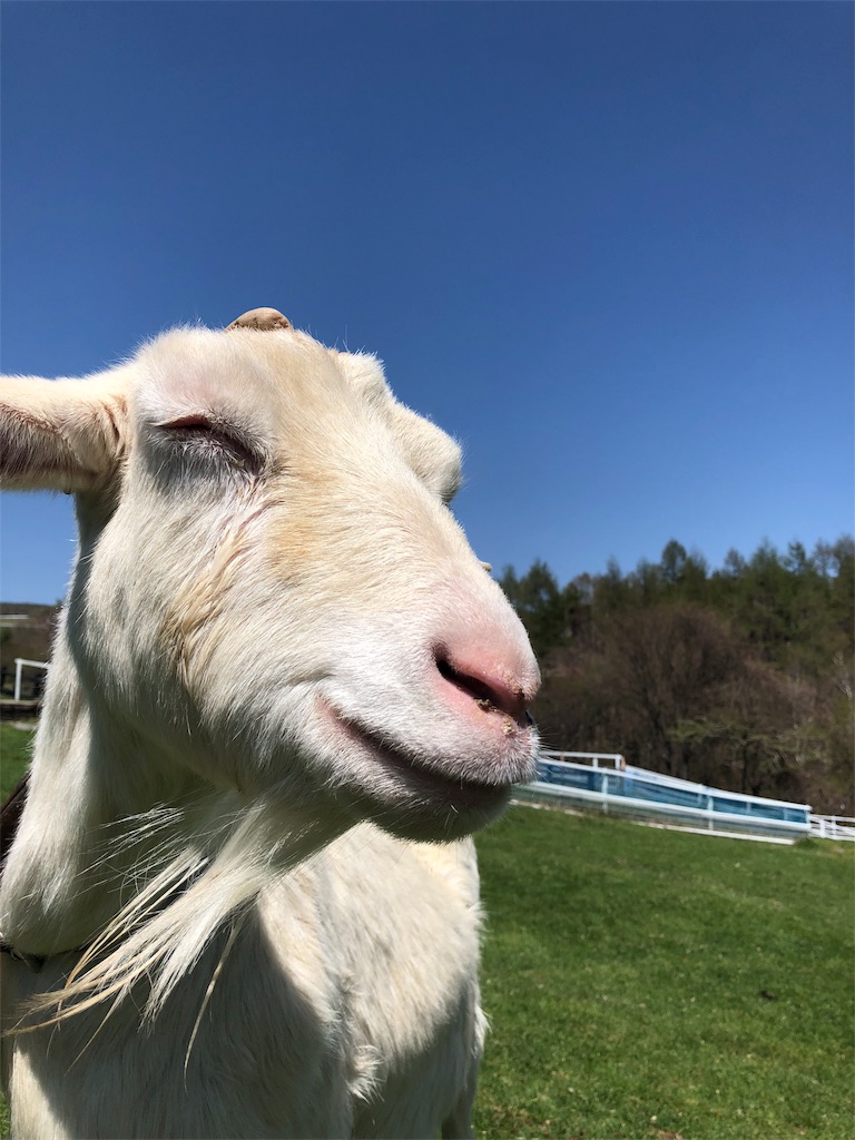 八ヶ岳 まきば公園 ヤギ