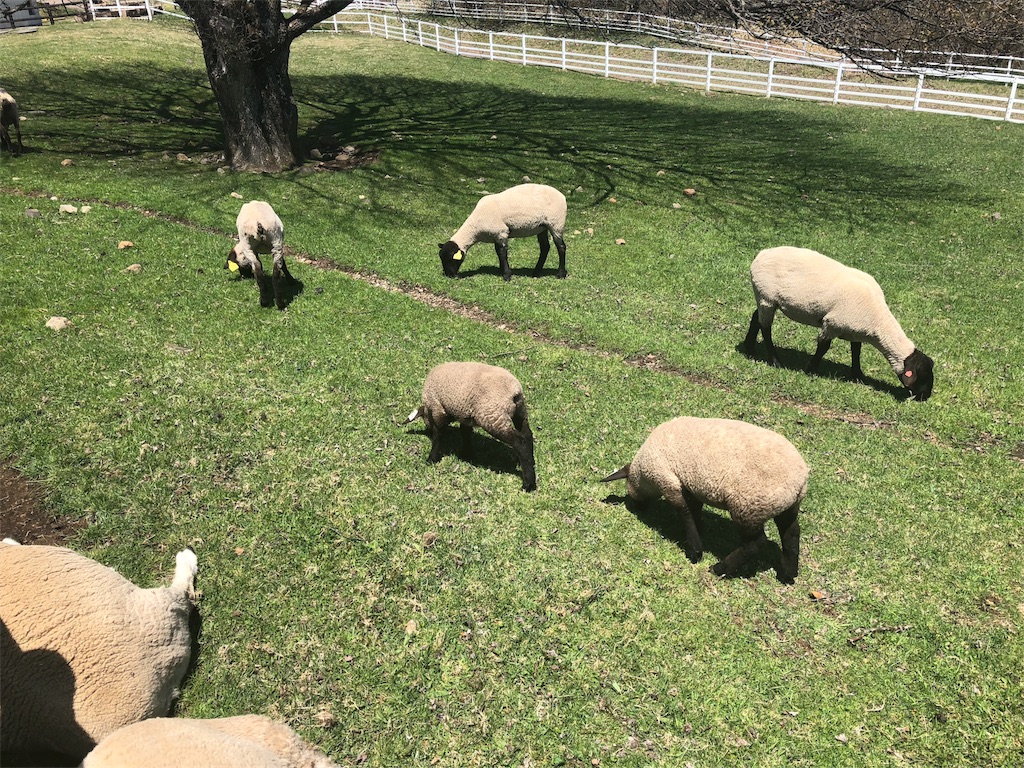八ヶ岳 まきば公園 ヒツジ