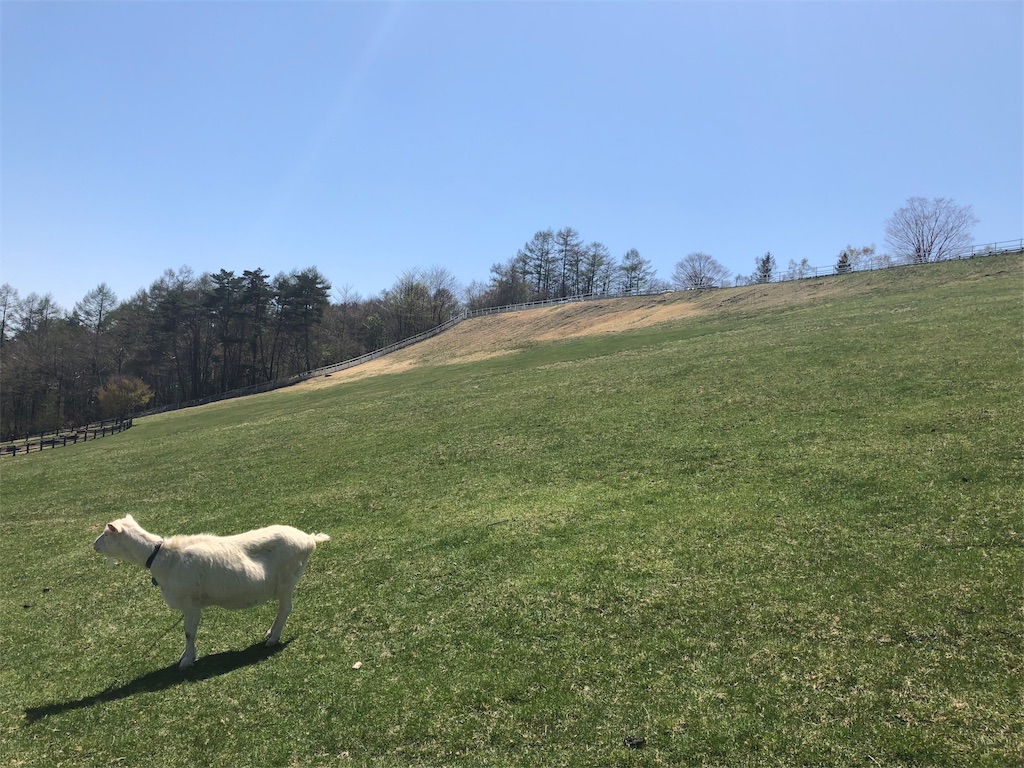 八ヶ岳 まきば公園 ヤギ