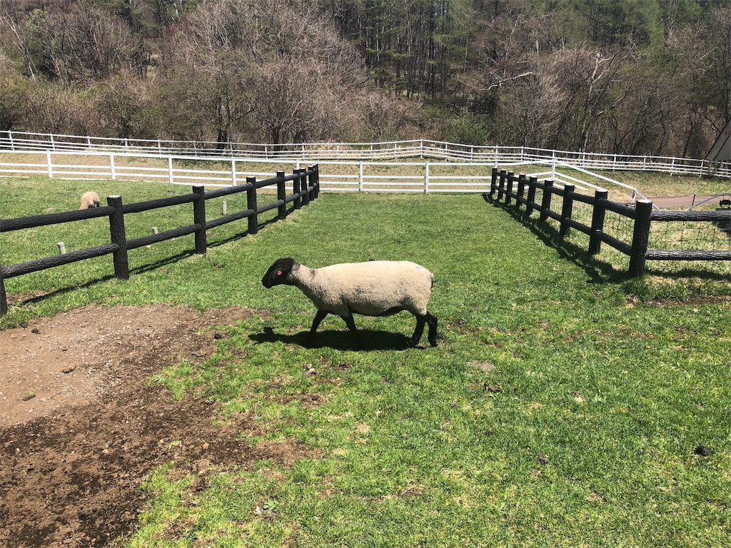 八ヶ岳 まきば公園 ヒツジ