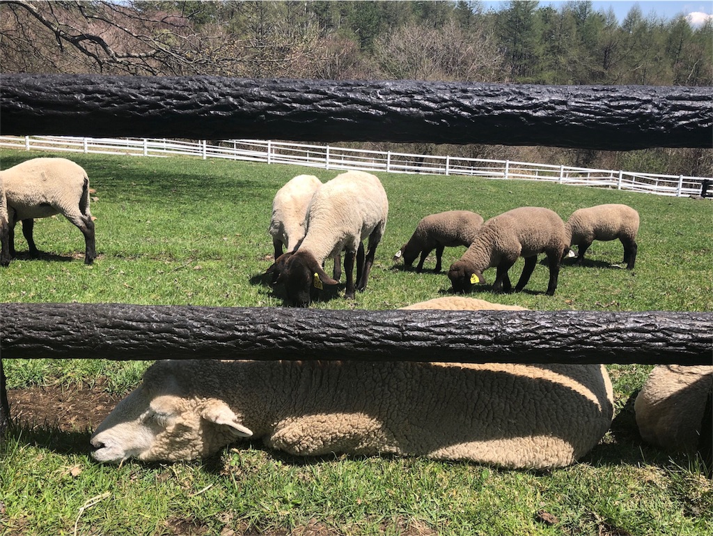八ヶ岳 まきば公園 ヒツジ