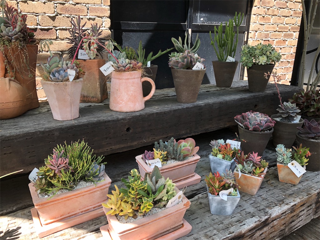 八ヶ岳倶楽部　多肉植物