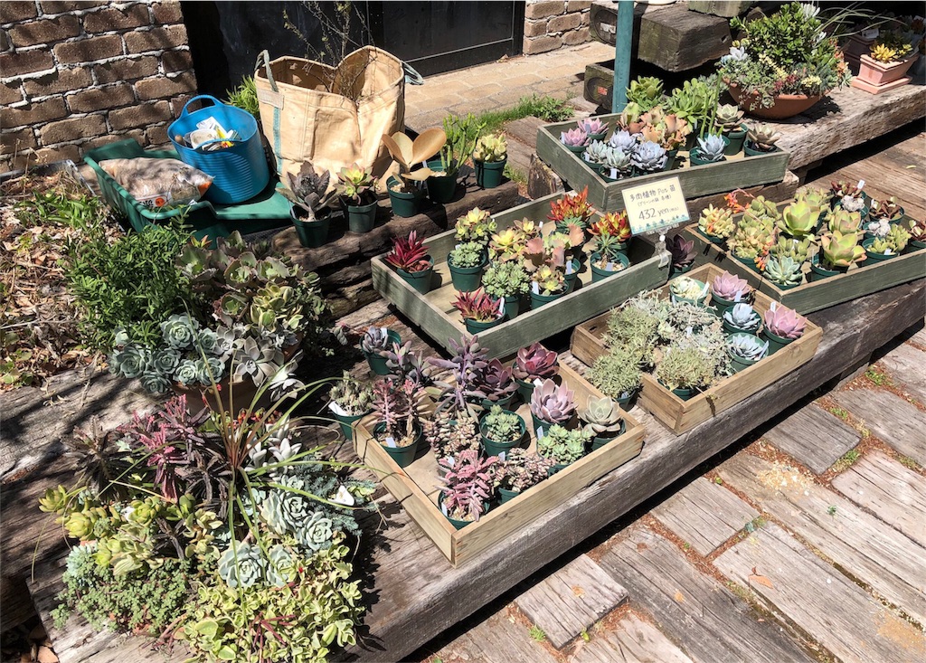 八ヶ岳倶楽部　多肉植物