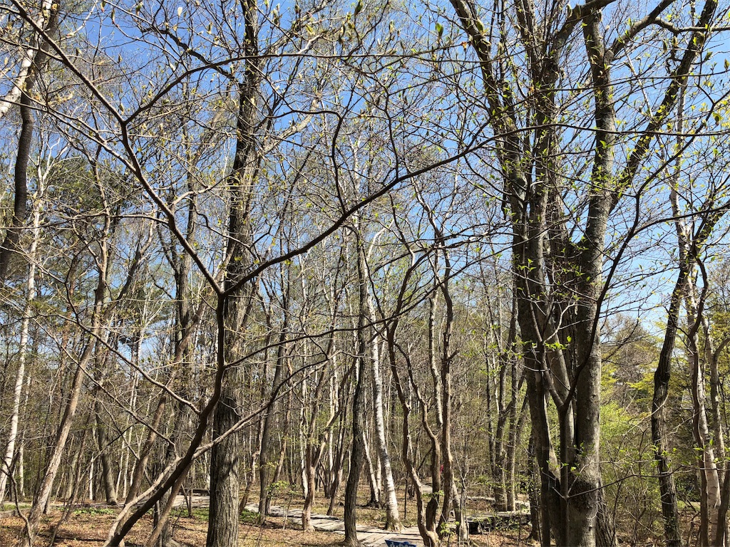 八ヶ岳倶楽部　雑木林