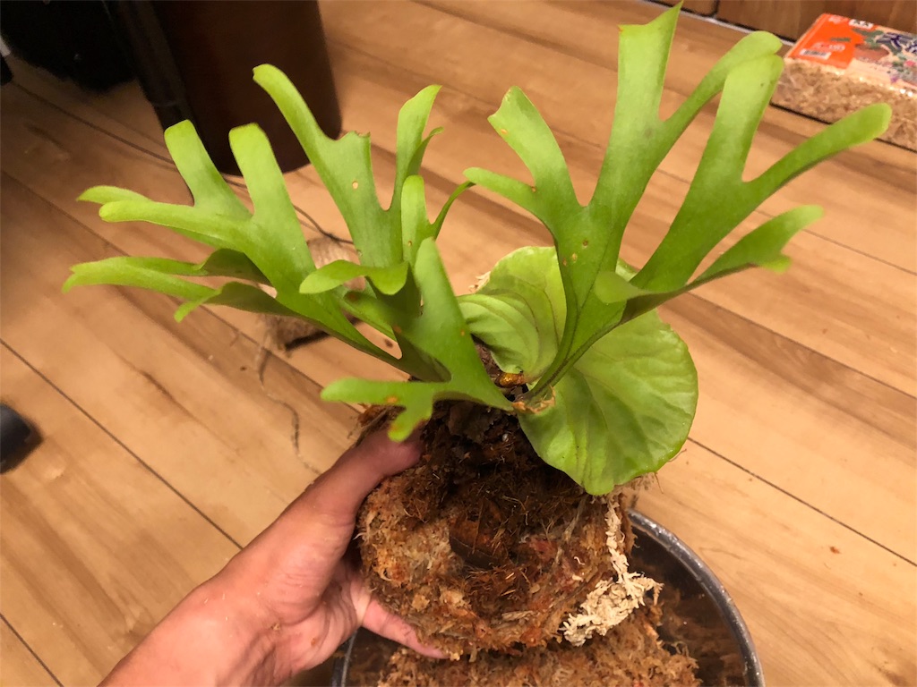 コウモリラン】「ビカクシダ リドレイ」を水苔玉に着生させて吊るして ...