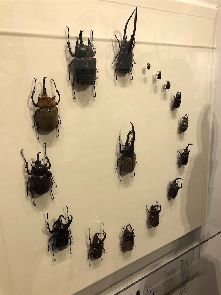 特別展 昆虫 カブトムシ