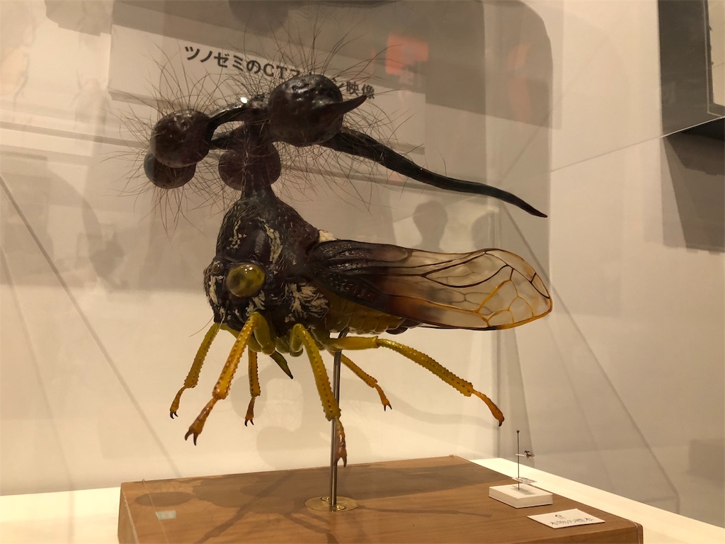 特別展 昆虫 マルヨツコブゼミ