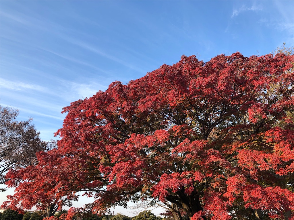 昭和記念公園　紅葉