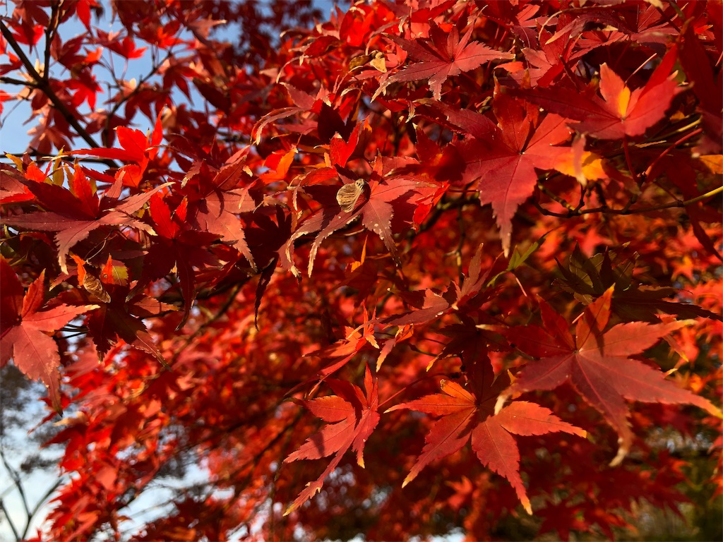 昭和記念公園　紅葉