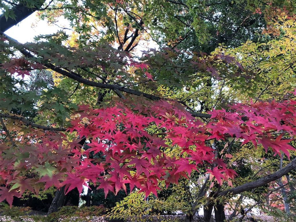 昭和記念公園　紅葉