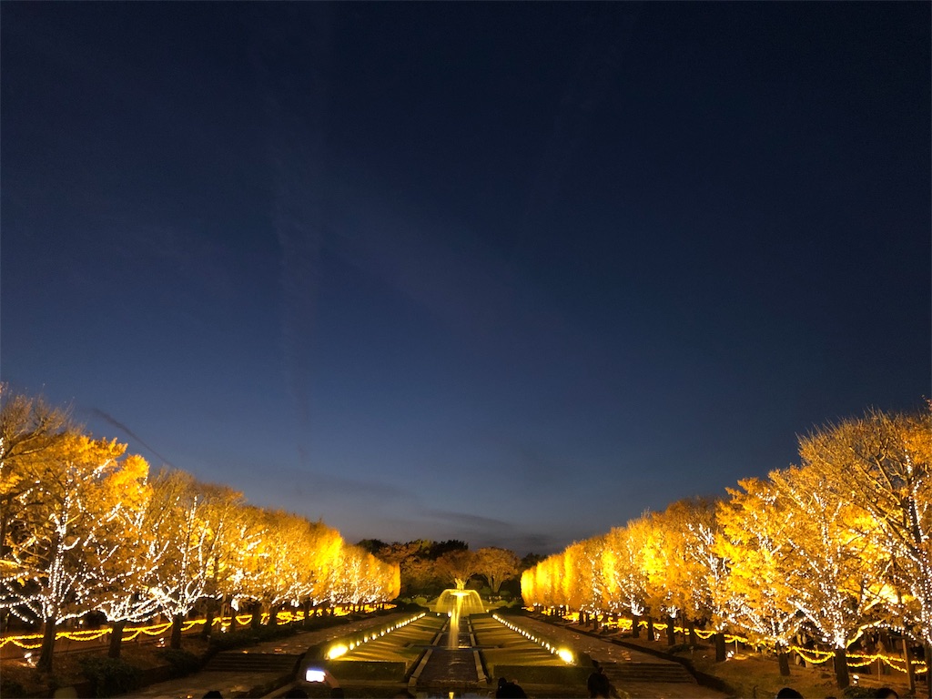 昭和記念公園　紅葉　ライトアップ