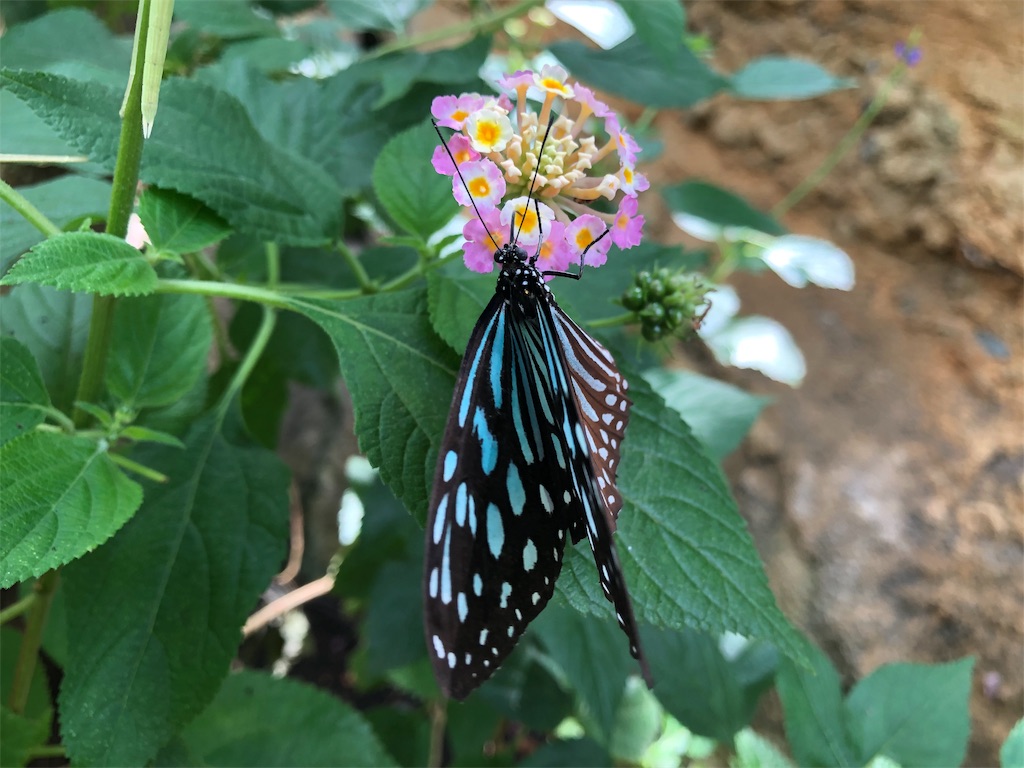 多摩動物公園　蝶