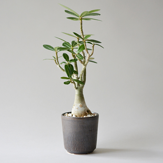 コーデックス】人気の塊根植物「パキポディウム・グラキリス」を買って