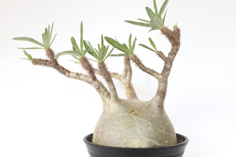 コーデックス】人気の塊根植物「パキポディウム・グラキリス」を買って