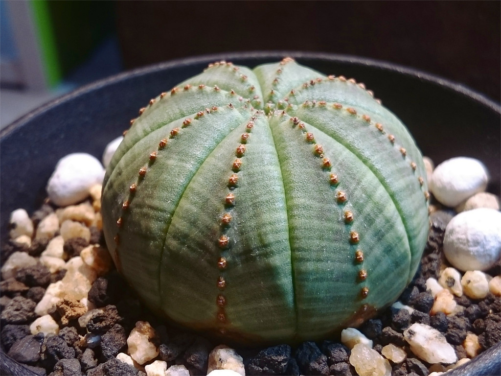 コーデックス】人気の塊根植物「パキポディウム・グラキリス」を買って