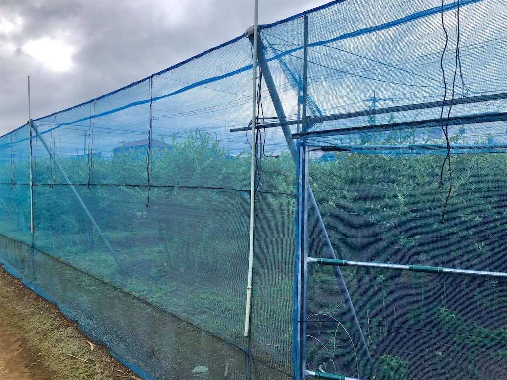 ベンズファーム　ブルーベリー畑