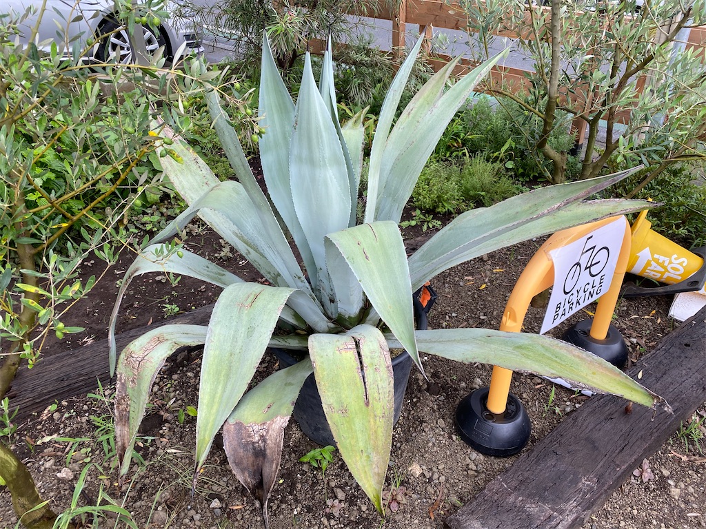 人気のおしゃれ植物園芸店 Solso Farm ソルソファーム に行ってみた感想 Naga Agoshima Life