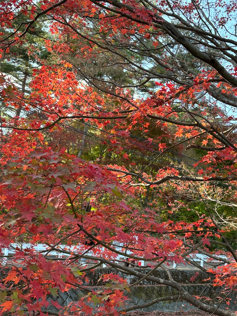 f:id:nagajun0301:20231113165523j:image f:id:nagajun0301:20231113165523j:image