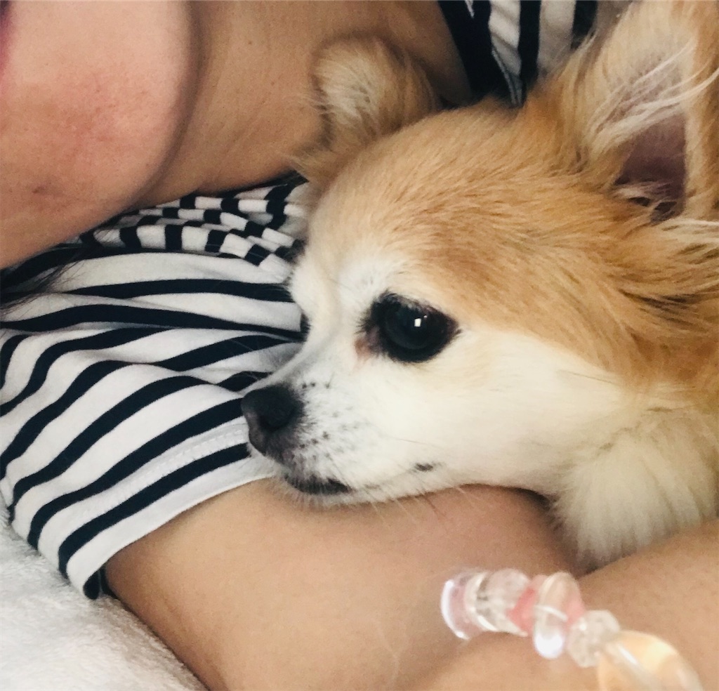 癒し犬 45歳からは心地よく丁寧に暮らしてみる 癒し犬 45歳からは心地よく丁寧に暮らしてみる