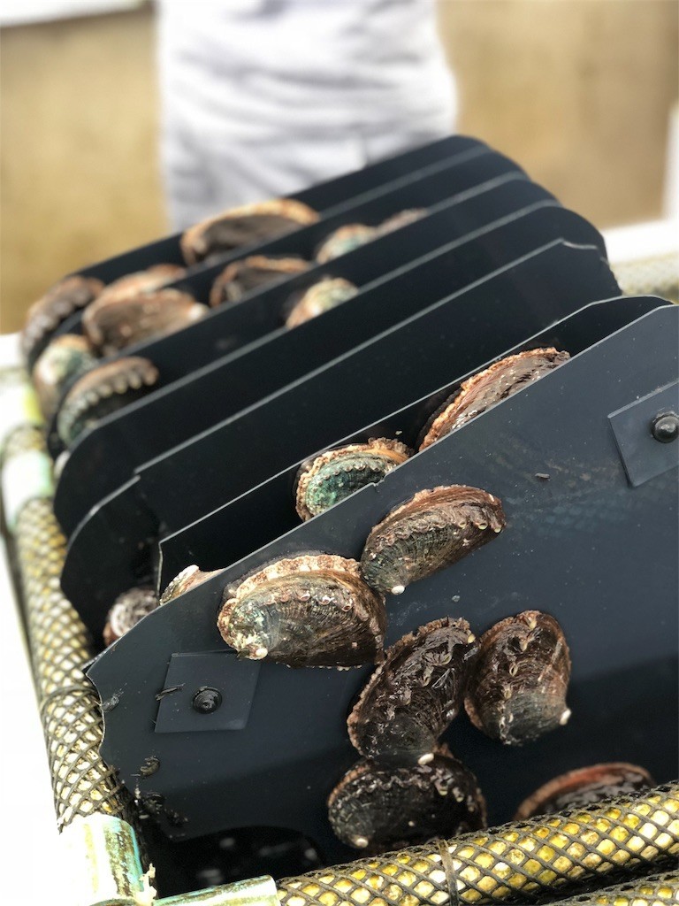 f:id:nagakura_eil:20190624122007j:image f:id:nagakura_eil:20190624122007j:image