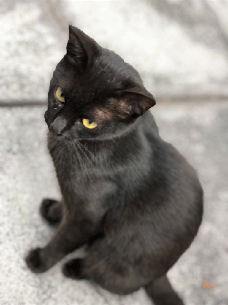 f:id:nagakura_eil:20190624122139j:image f:id:nagakura_eil:20190624122139j:image