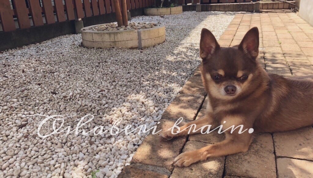 f:id:nagamurut:20210501175452j:image