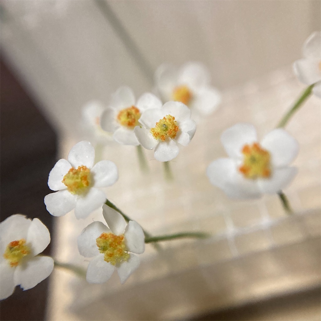 f:id:naganegi222:20210409103458j:image