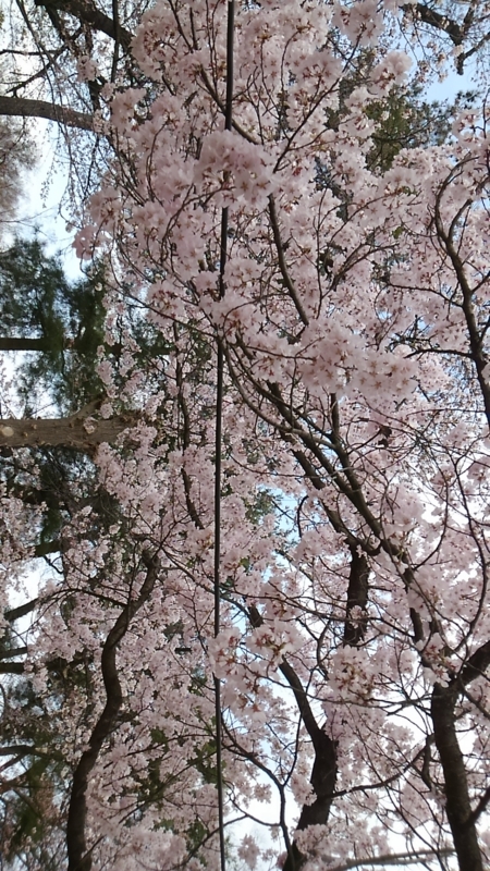 f:id:nagano07:20160403153114j:image