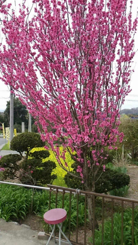 f:id:nagano07:20160410114336j:image