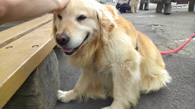 f:id:nagano07:20160611145039j:image