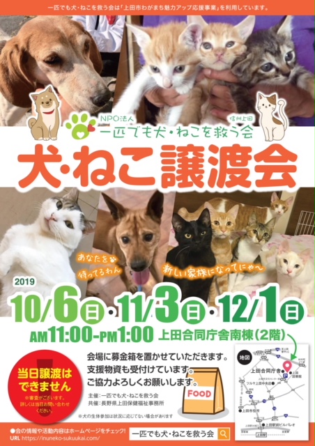 12月 犬 ねこ譲渡会 のご案内 長野県上田市 ながのdeウエディング 保護ねこ日記